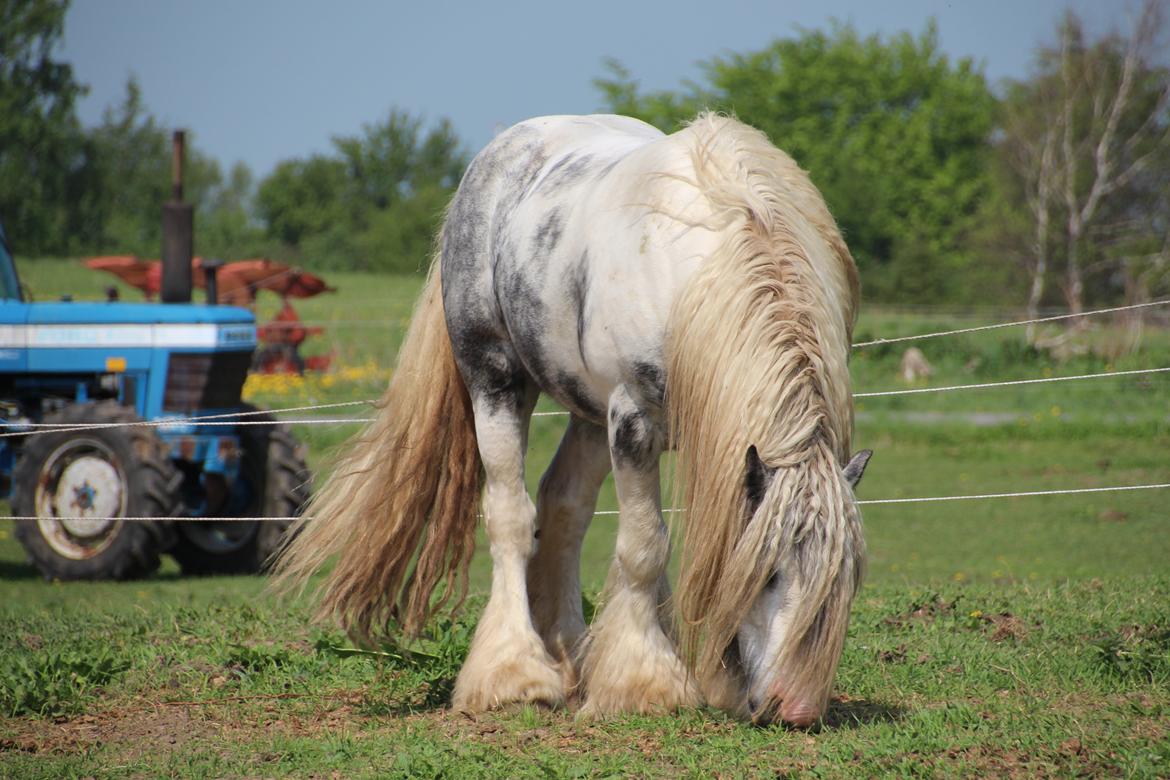 Irish Cob Banjas Otto -Hingst - 18 Maj 2013 billede 3