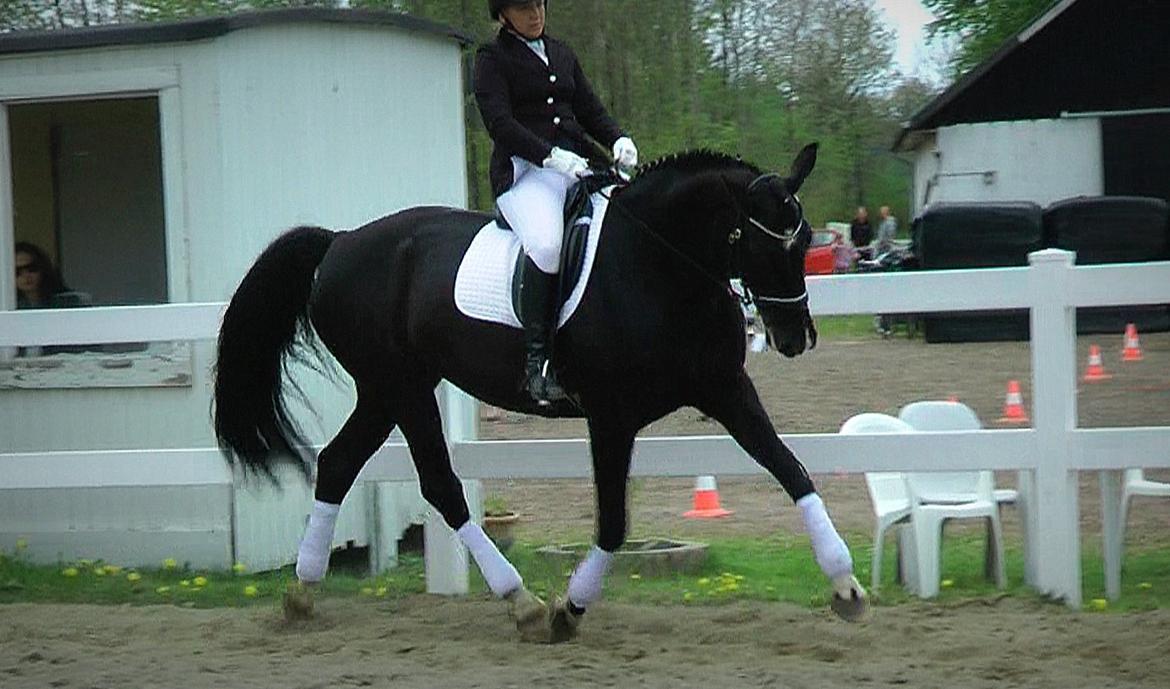 Dansk Varmblod Schaløer billede 9