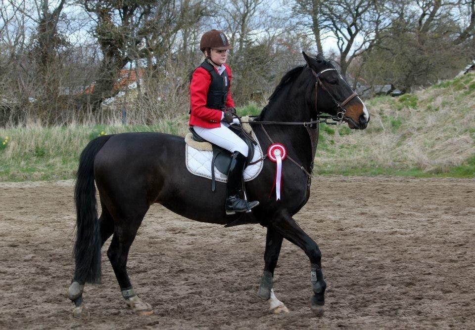 Dansk Varmblod Alberte billede 3