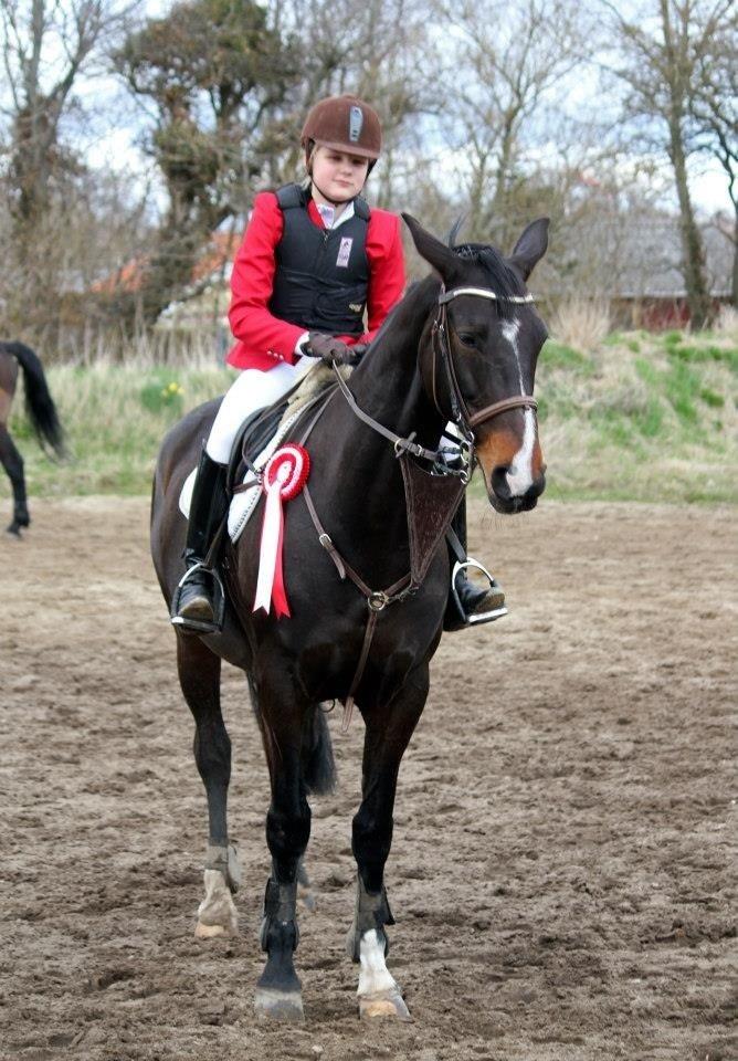 Dansk Varmblod Alberte billede 5