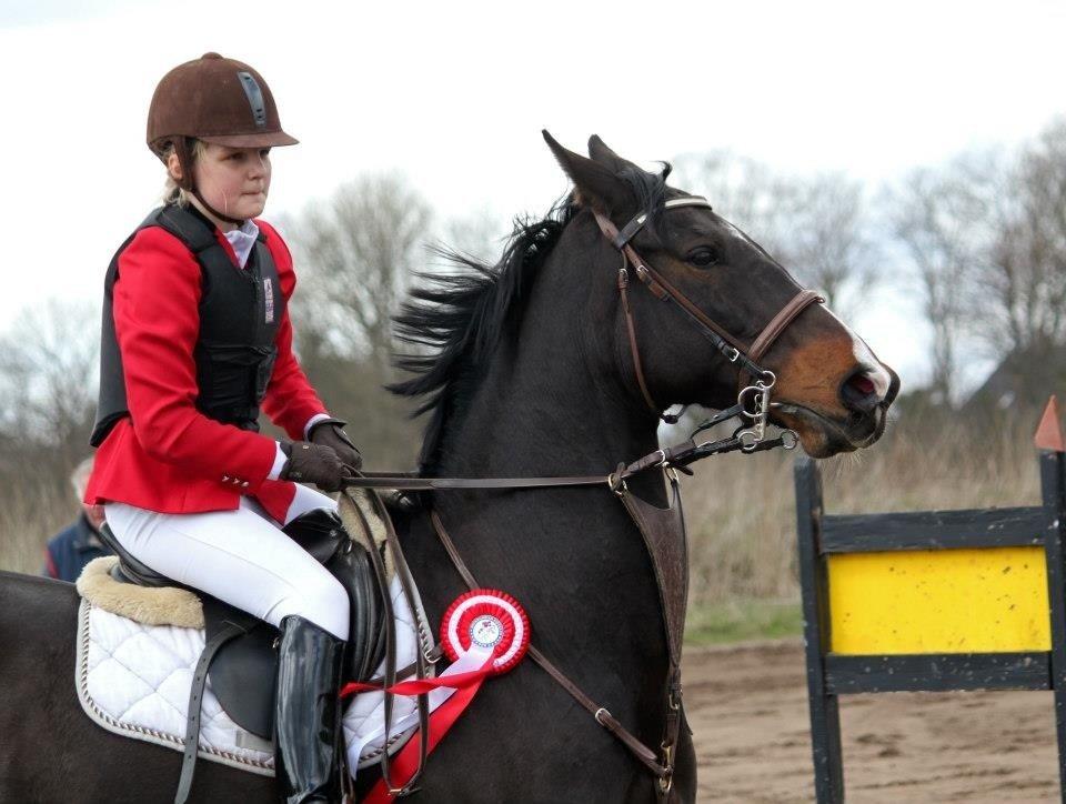 Dansk Varmblod Alberte billede 6