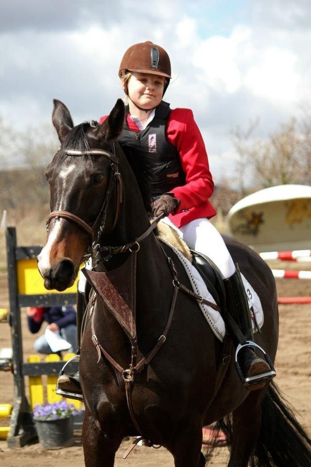 Dansk Varmblod Alberte billede 8