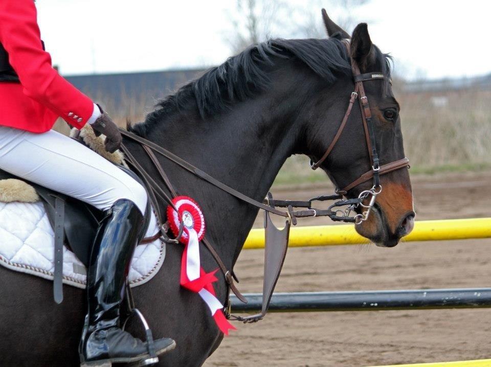 Dansk Varmblod Alberte billede 9