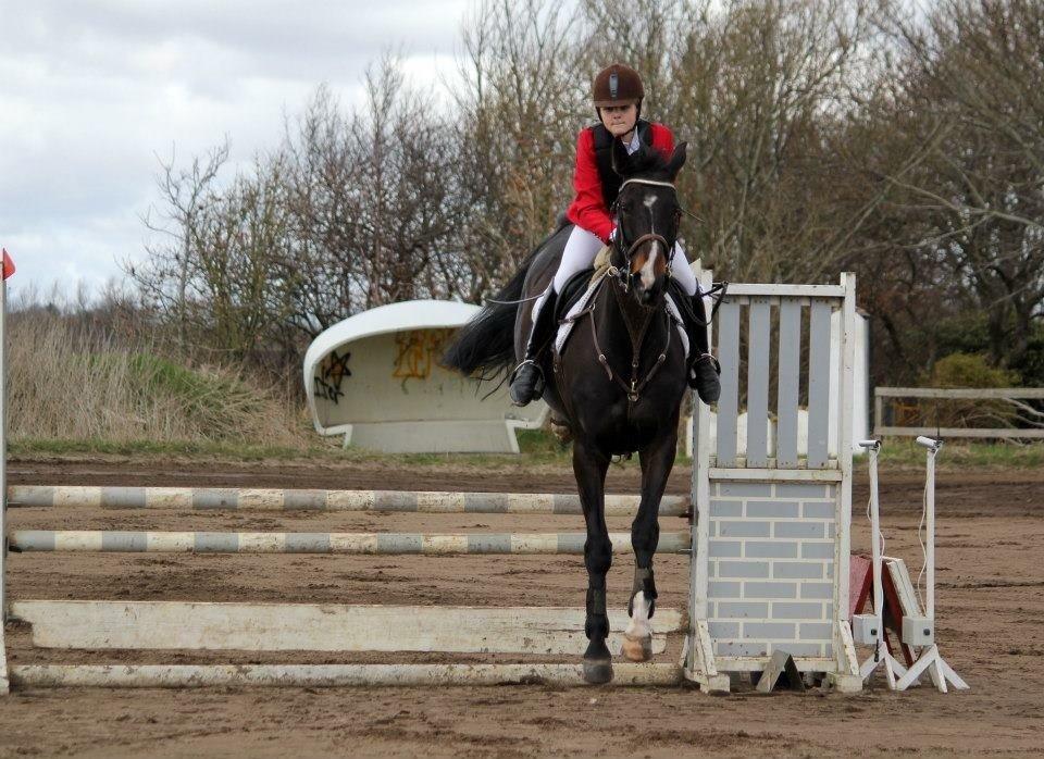 Dansk Varmblod Alberte billede 10