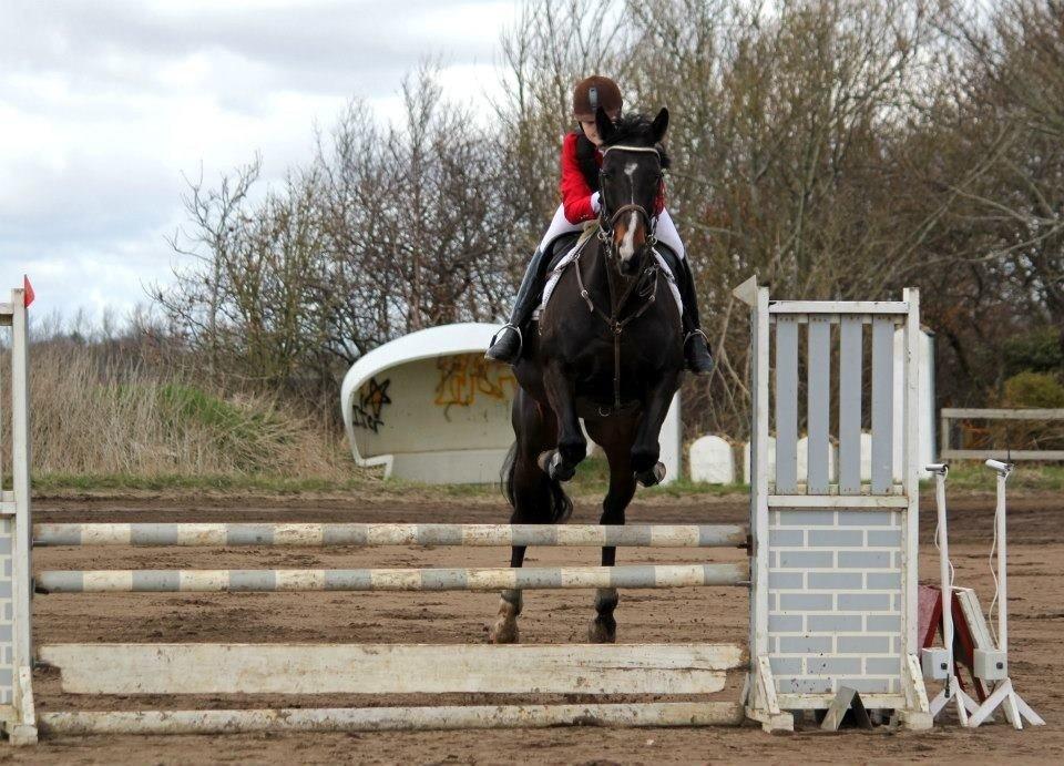 Dansk Varmblod Alberte billede 12