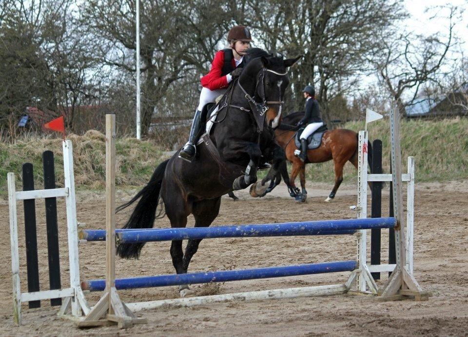 Dansk Varmblod Alberte billede 14