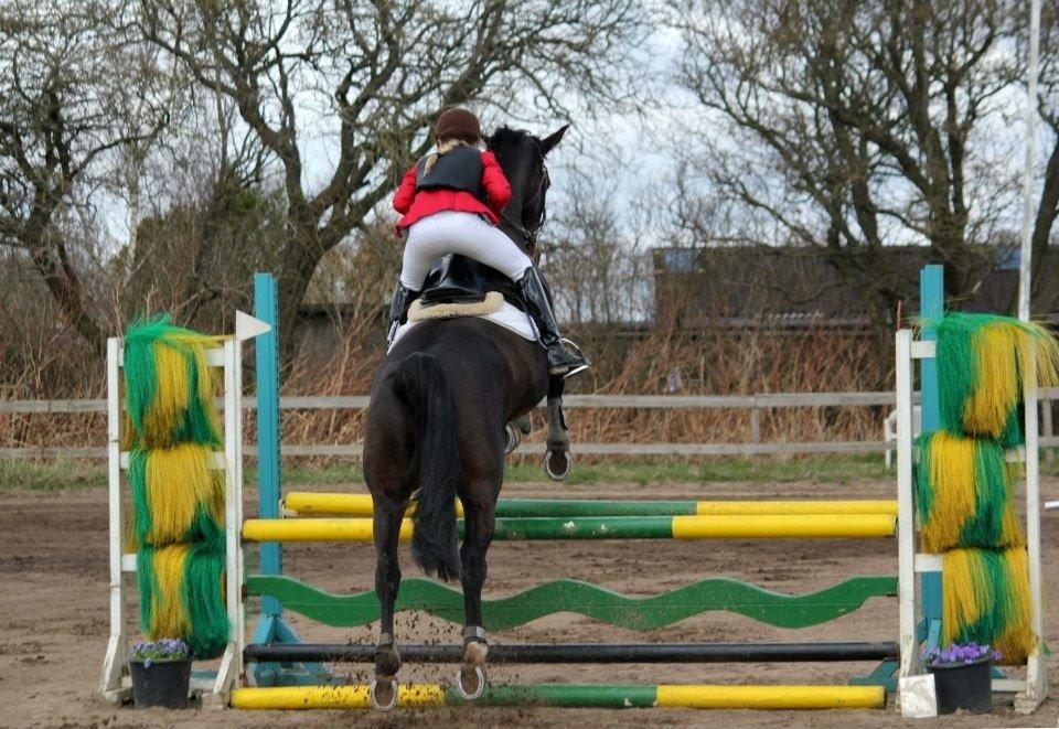 Dansk Varmblod Alberte billede 15