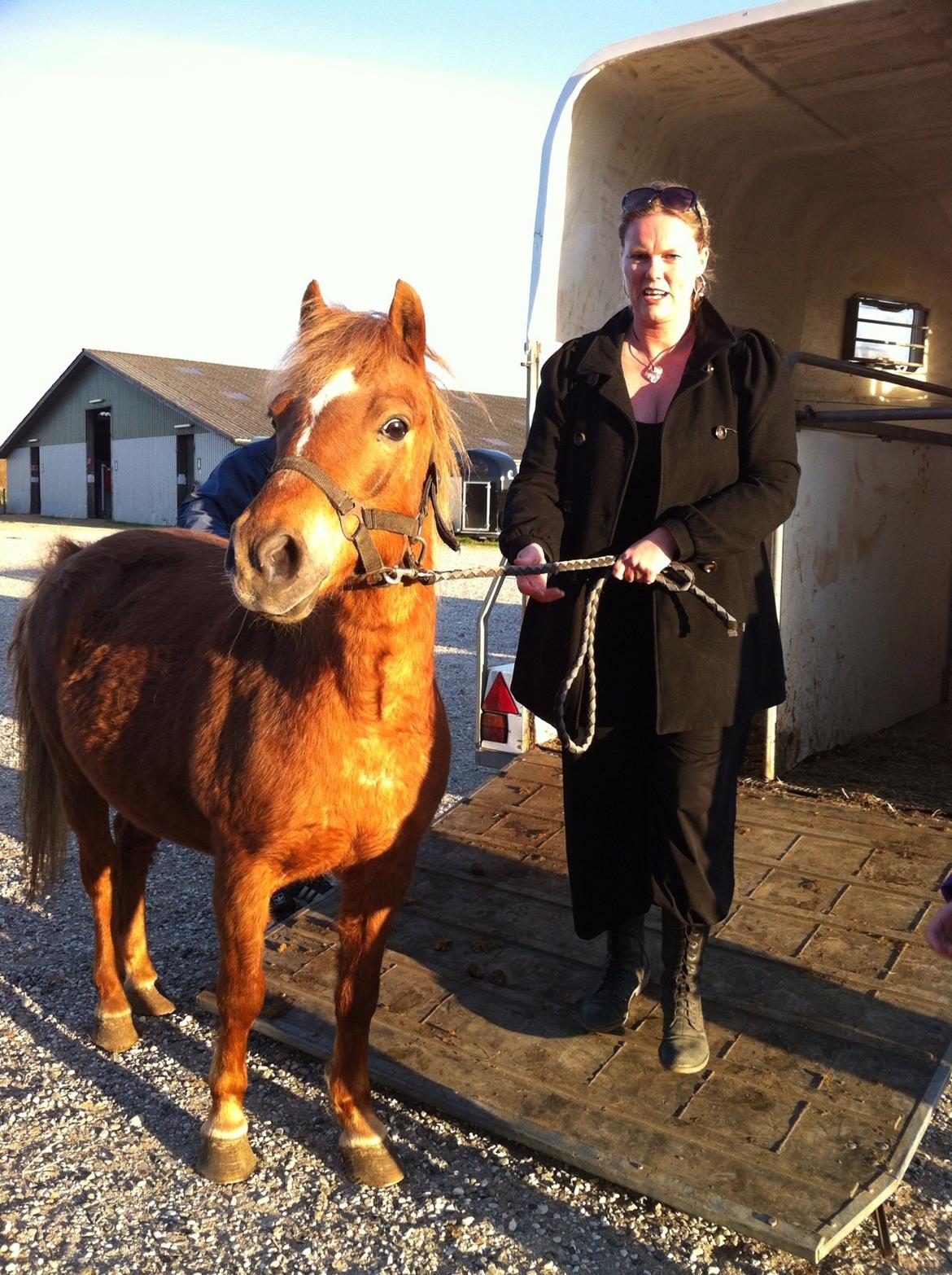 Anden særlig race Trille ( lille søsters pony ) '' solgt'' - the day you came into our lives <3 <3 billede 2