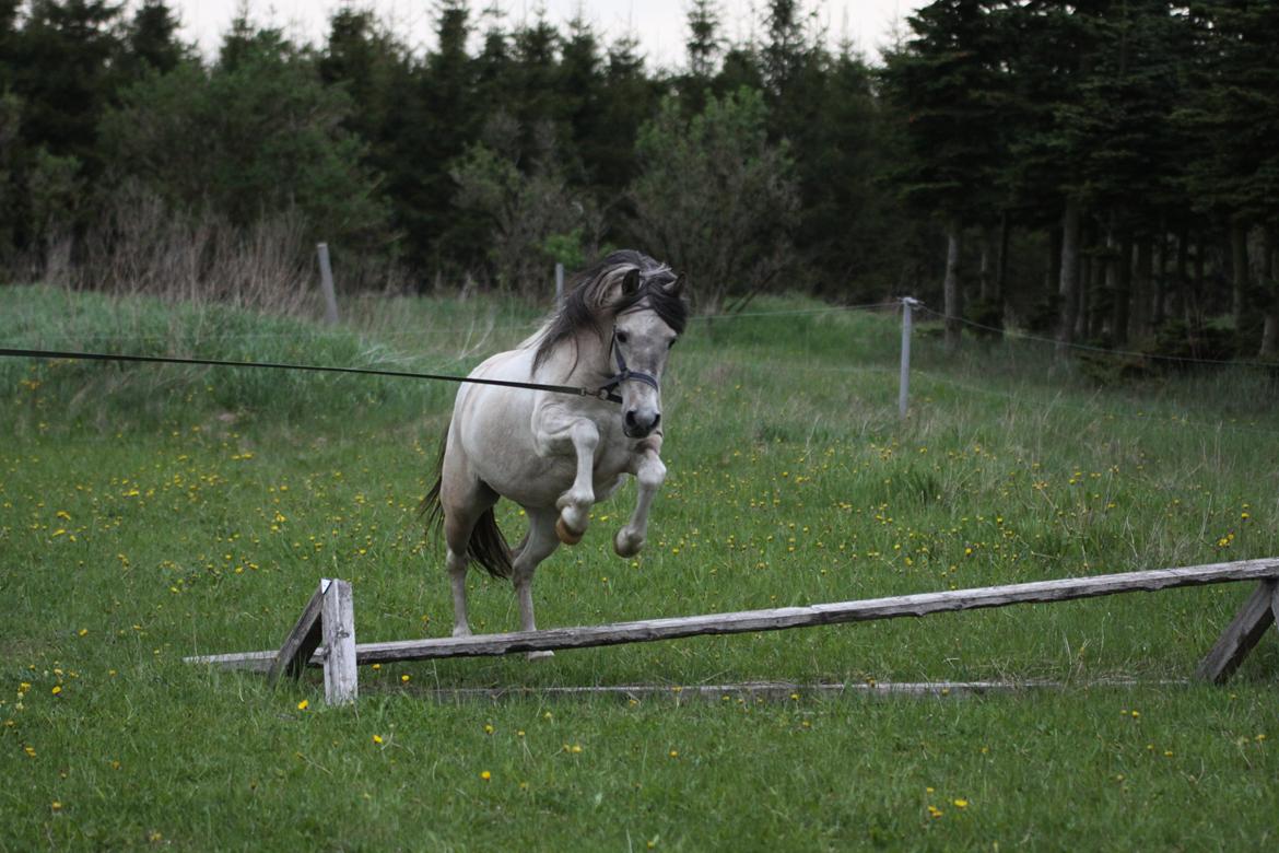 Anden særlig race Klinkhøjs Epona - Maj 2013 billede 19