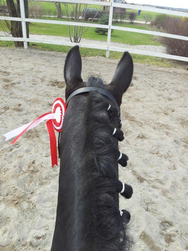 Hollandsk Sportspony Scarlett -  første plads<3 billede 4