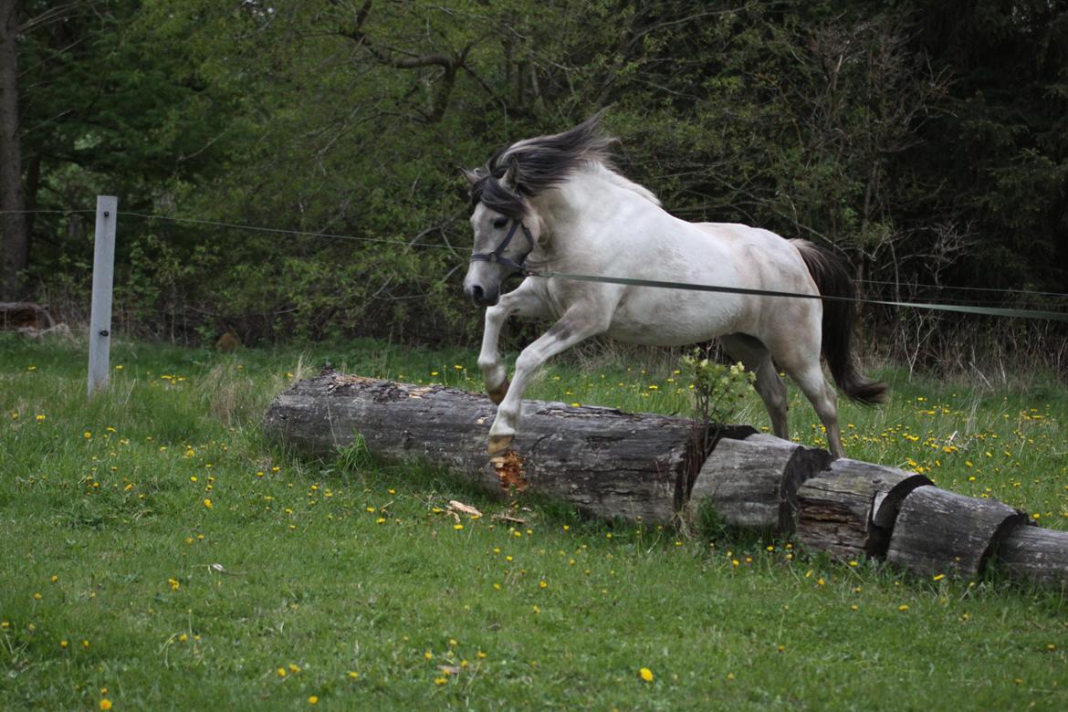 Anden særlig race Klinkhøjs Epona - Maj 2013 billede 20