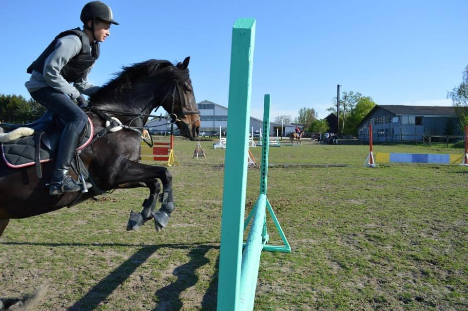 Hollandsk Sportspony Scarlett - <3 billede 9