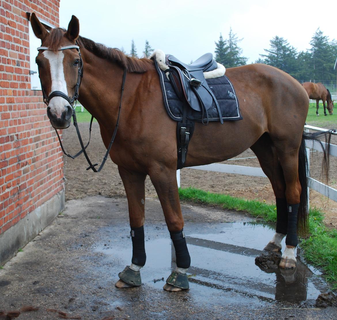 Holstener Ideal billede 3