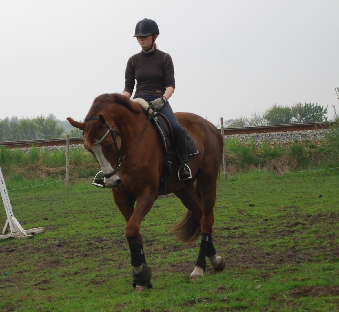 Holstener Ideal billede 4