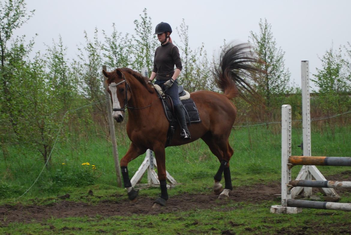 Holstener Ideal billede 2