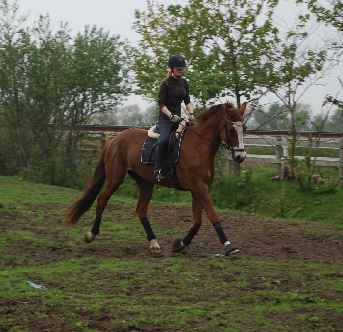 Holstener Ideal billede 5