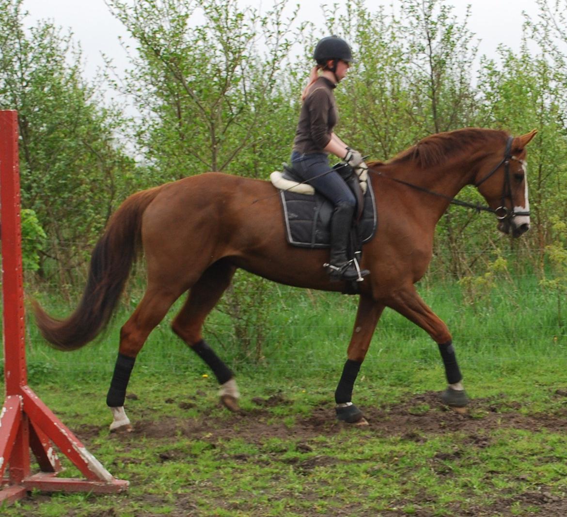 Holstener Ideal billede 6