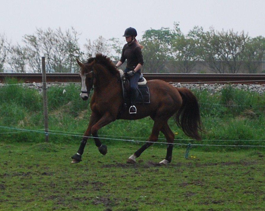 Holstener Ideal billede 7