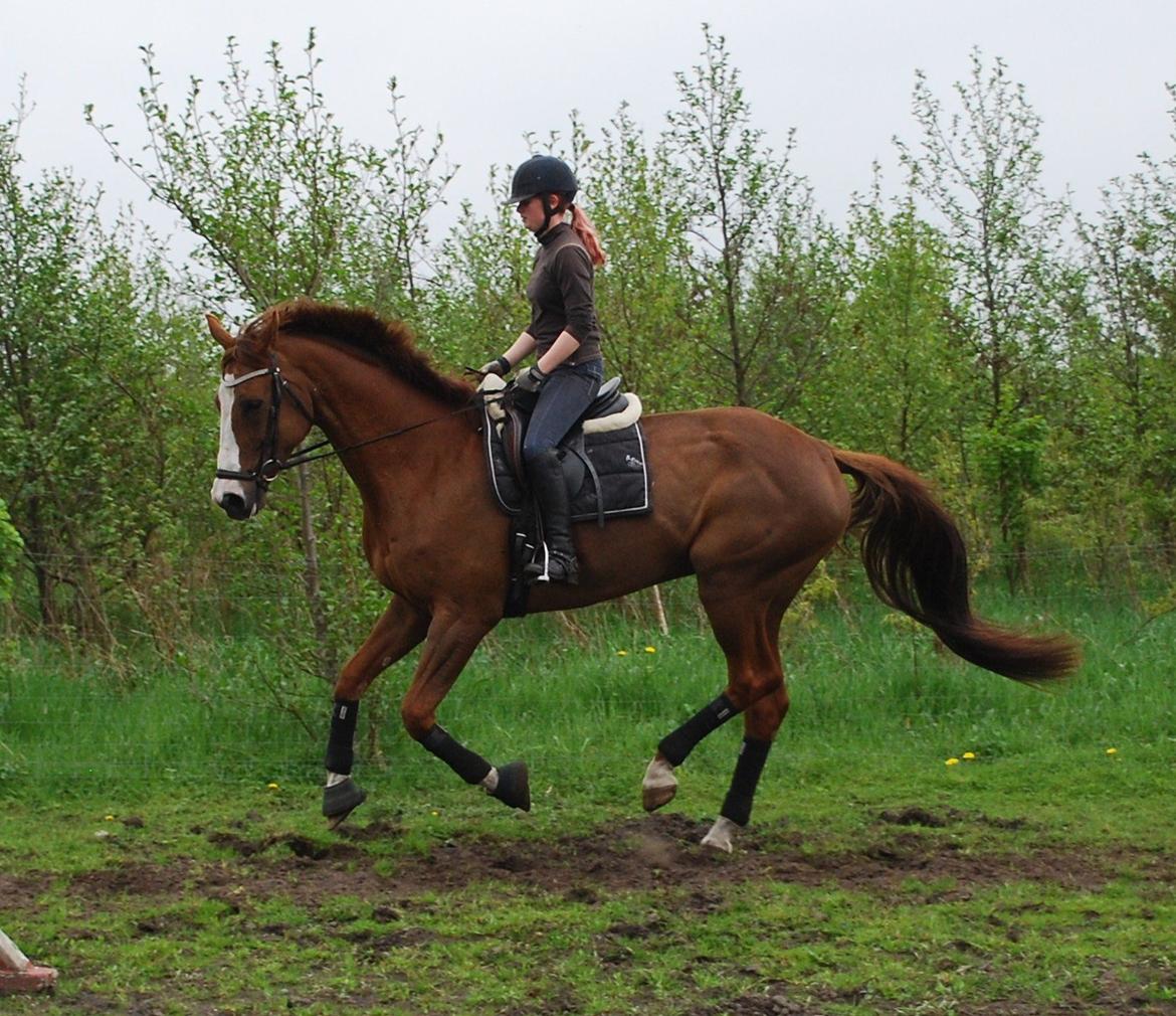 Holstener Ideal billede 8