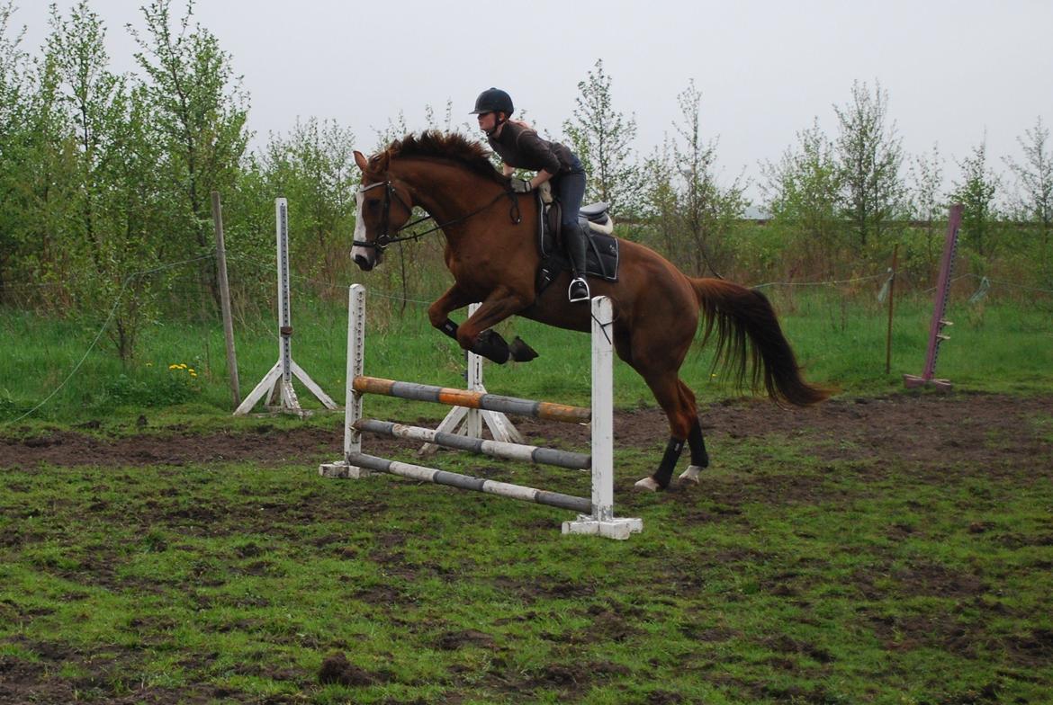 Holstener Ideal billede 9