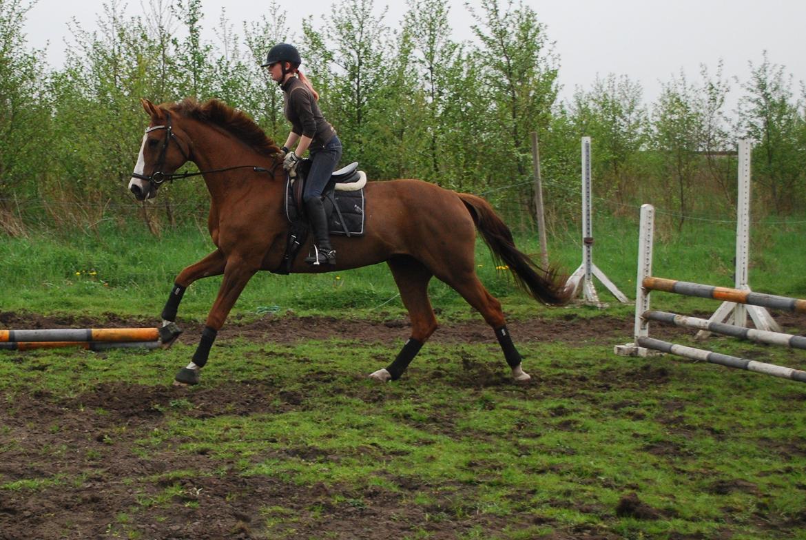 Holstener Ideal billede 10