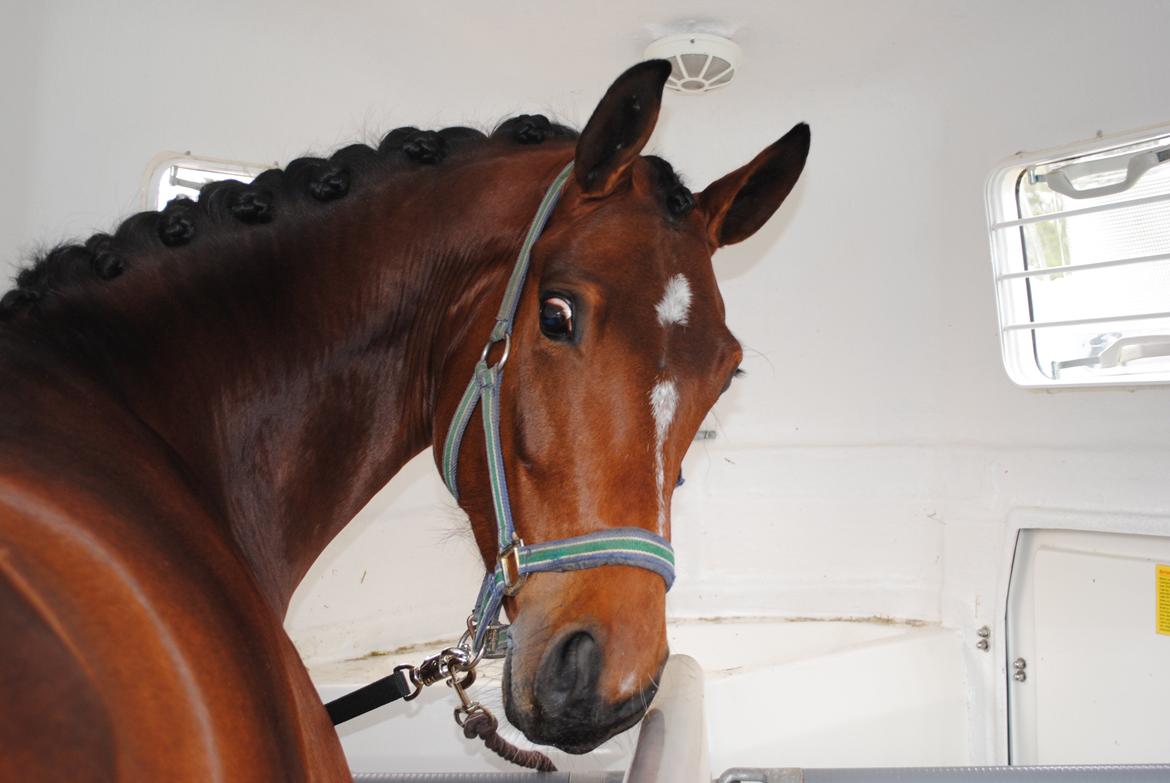 Dansk Varmblod Gørklintgårds Kokopelli - Kokopelli i traileren :) billede 1