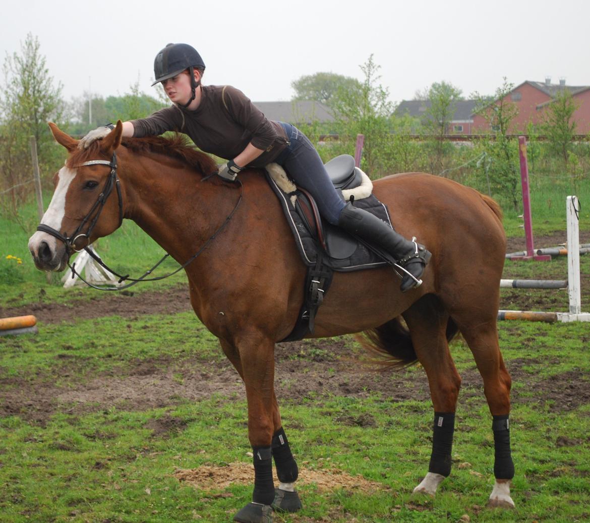 Holstener Ideal billede 11