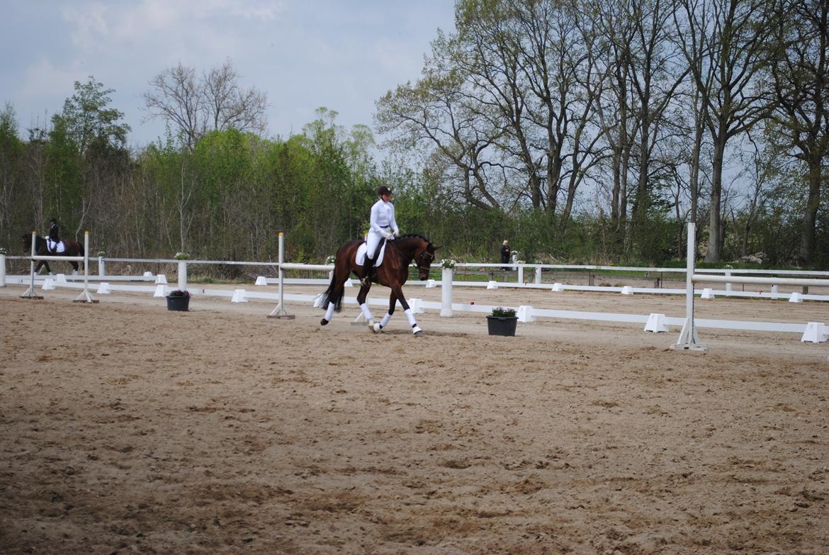 Dansk Varmblod Gørklintgårds Kokopelli - Kokopelli med Sissel H. Kristiansen på ryggen.
D. 11/05 - 2013 billede 3