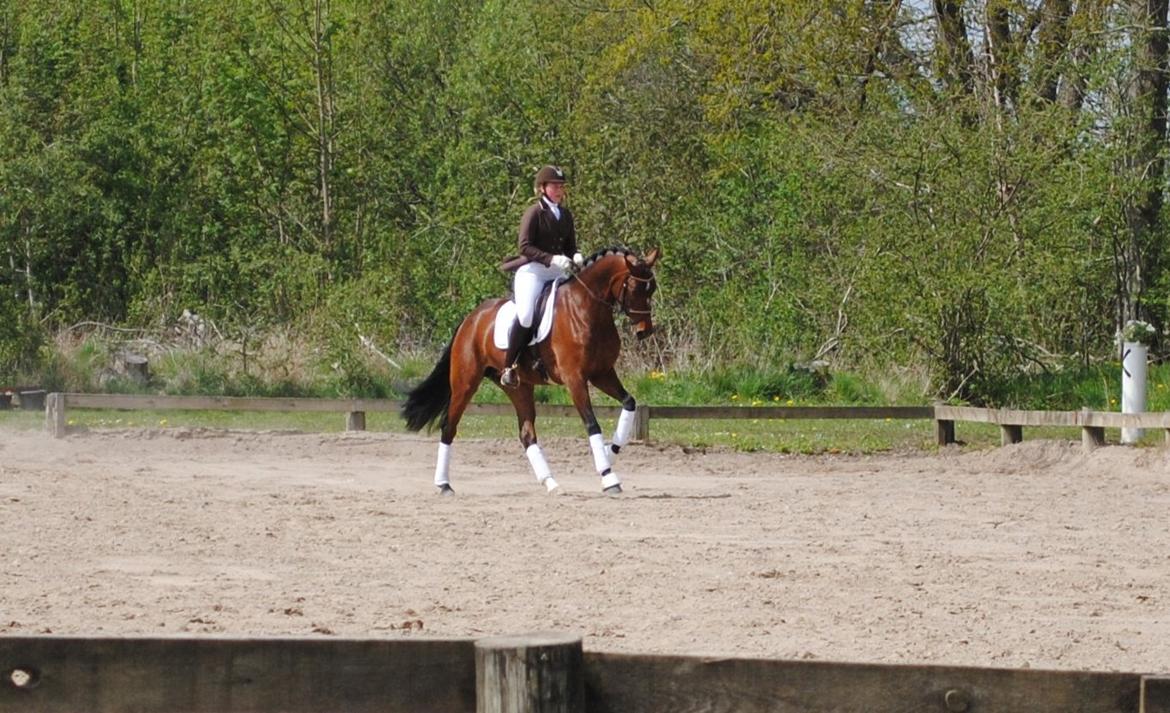 Dansk Varmblod Gørklintgårds Kokopelli - LA1 med Sissel H. Kristiansen på ryggen.
D. 11/05 - 2013 billede 9