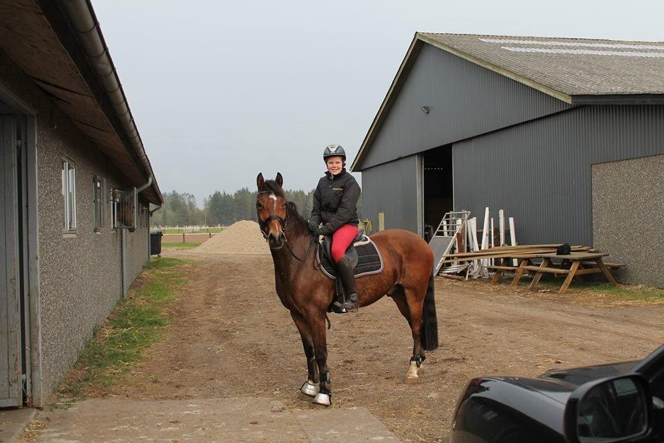 Welsh Cob (sec D) LSH SPIRIOT!<3 - kæmp for en, der også vil kæmpe for dig!<3 billede 10