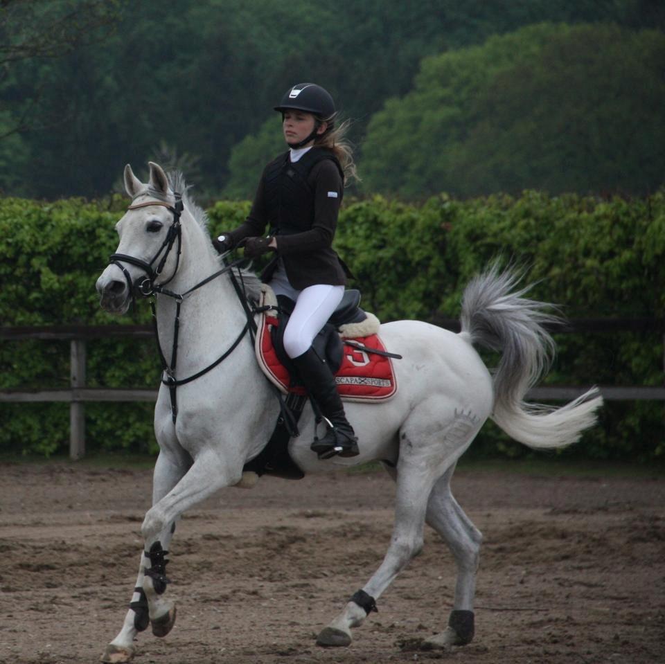 Hollandsk Sportspony Cadiz  - Sååå sød♥ 
Foto: Carla  billede 3