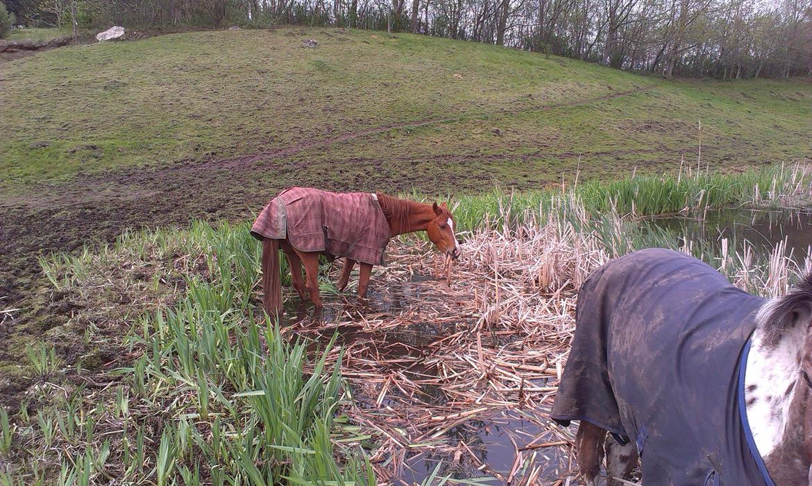 Anden særlig race Pepsi - Pepsi har virkelig lært at være tryg ved søen og tror nu han er en søhest! billede 7