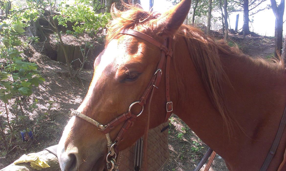 Anden særlig race Pepsi - Her er Pepsi på vej på sin første naturtur uden trækker, bidløs, med to sæt tøjler, det ene sat lige under (som i grime) for at give en ekstra bremse. Alt gik fantastisk! billede 8