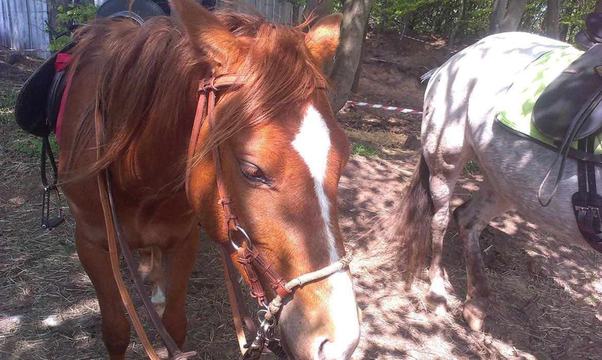 Anden særlig race Pepsi - Her er Pepsi på vej på sin første naturtur uden trækker, bidløs, med to sæt tøjler, det ene sat lige under (som i grime) for at give en ekstra bremse. Alt gik fantastisk! billede 9
