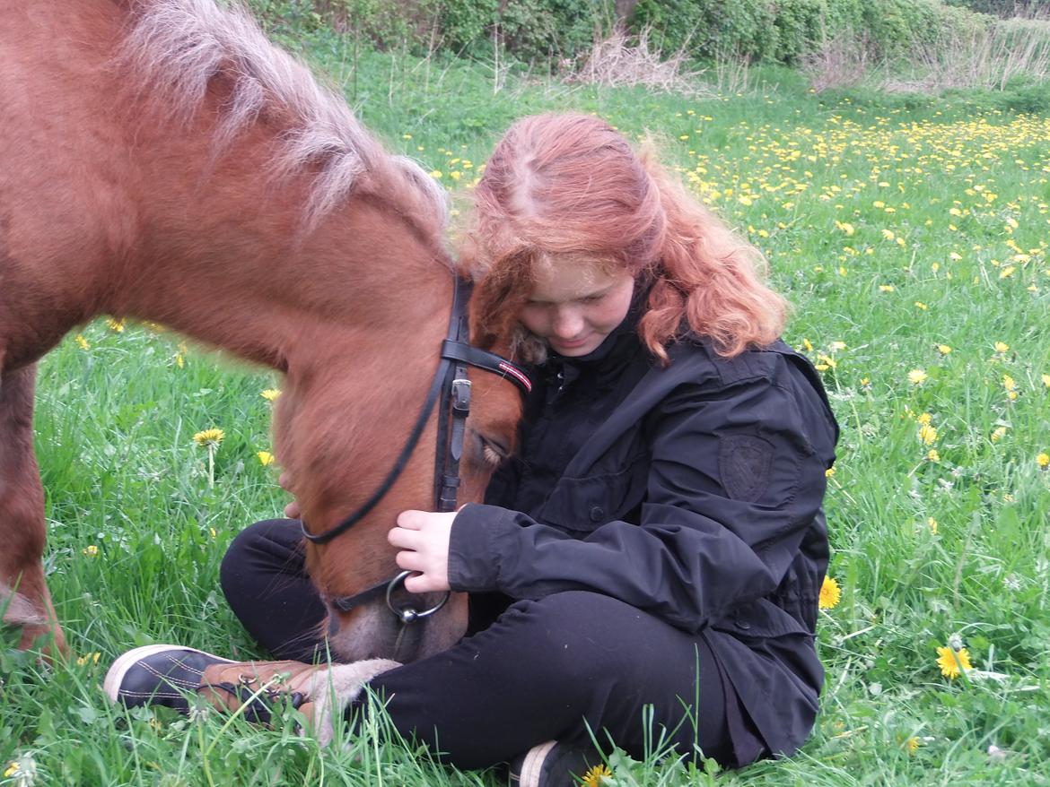 Shetlænder Tine!<3 (bamsen) - Mussen!<3 billede 17