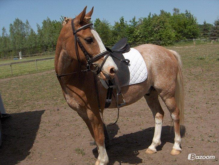 Anden særlig race Marokko billede 1