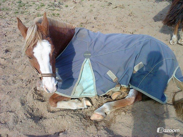 Anden særlig race Marokko billede 2