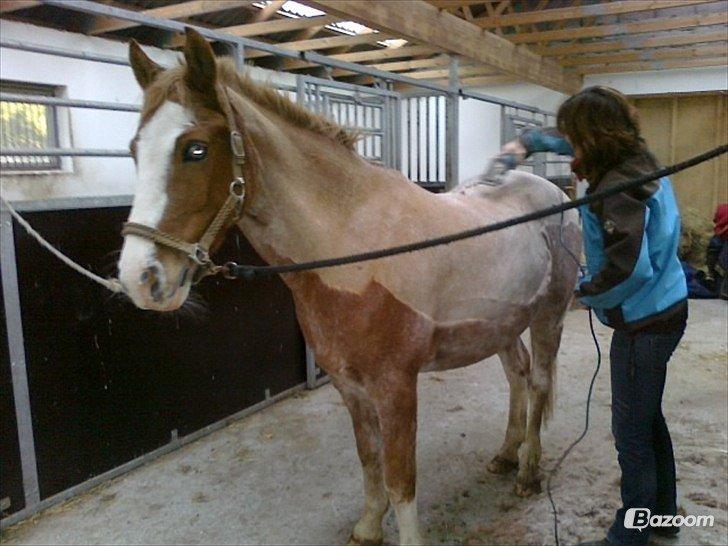 Anden særlig race Marokko billede 3