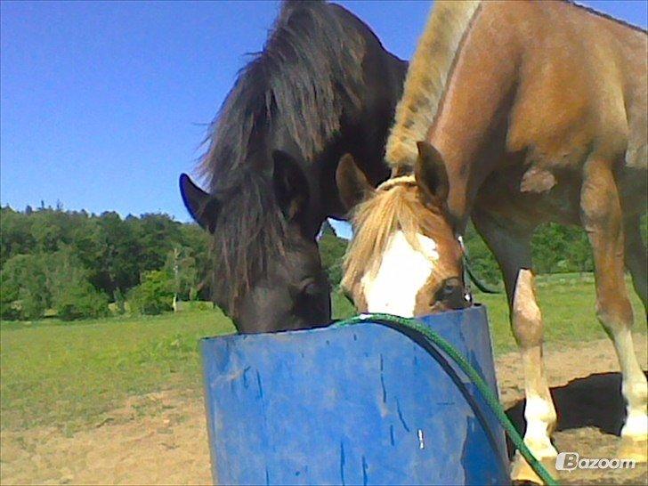 Anden særlig race Marokko billede 4