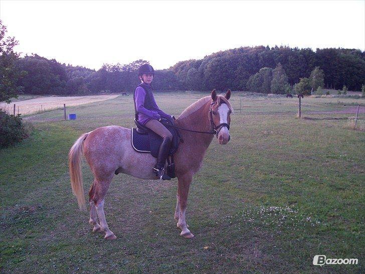 Anden særlig race Marokko billede 5