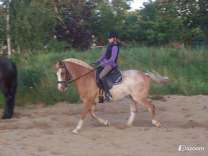 Anden særlig race Marokko billede 6