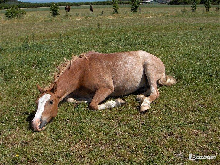 Anden særlig race Marokko billede 7