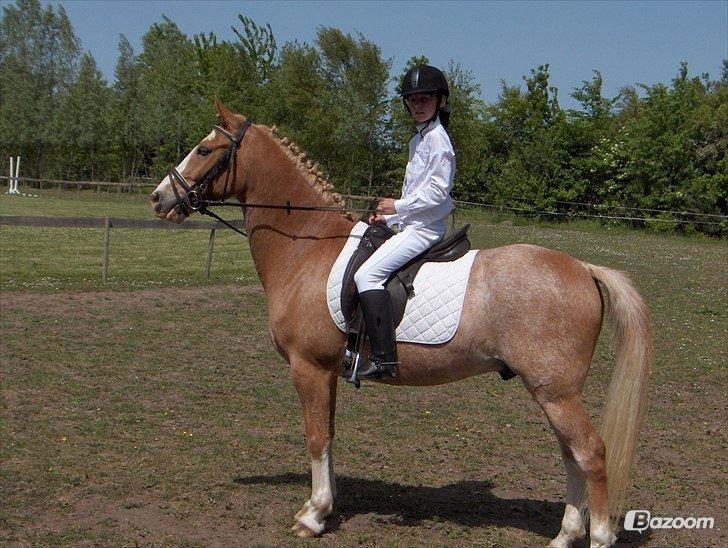 Anden særlig race Marokko billede 8