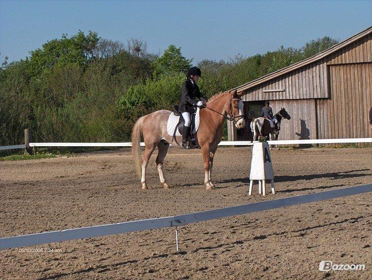 Anden særlig race Marokko billede 9