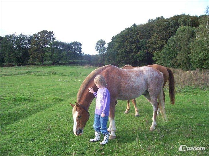 Anden særlig race Marokko billede 10
