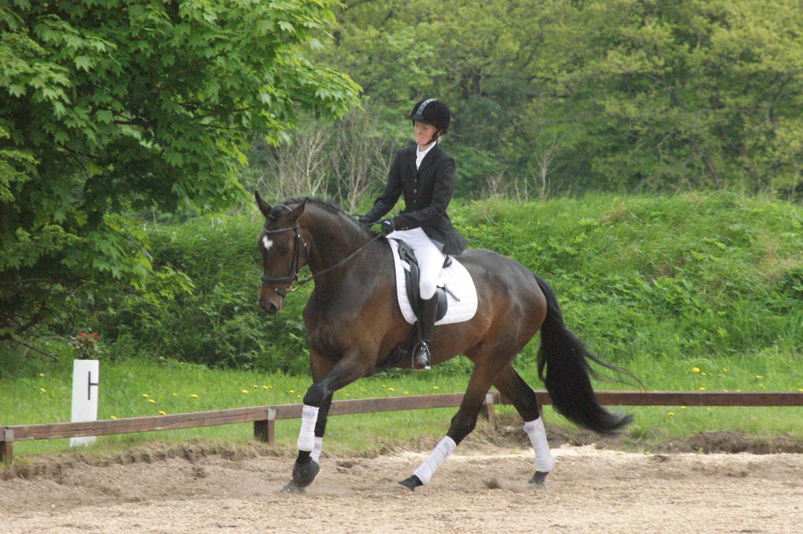 Dansk Varmblod Møllegårds Malou ~RDH~ - Stævne 19-05-2013 billede 4