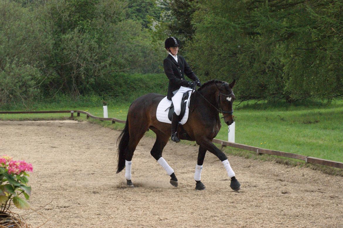 Dansk Varmblod Møllegårds Malou ~RDH~ - Stævne 19-05-2013 billede 3