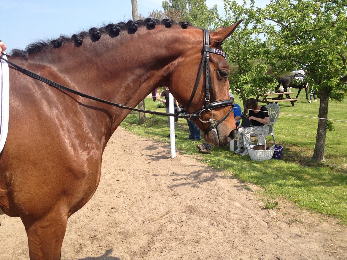 Dansk Varmblod Gørklintgårds Kokopelli - Stævne D. 18/05 - 2013. billede 12