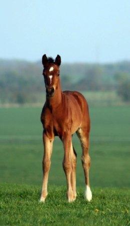 Dansk Varmblod Gørklintgårds Kokopelli - Gørklintgårds Kokopelli som føl. billede 8