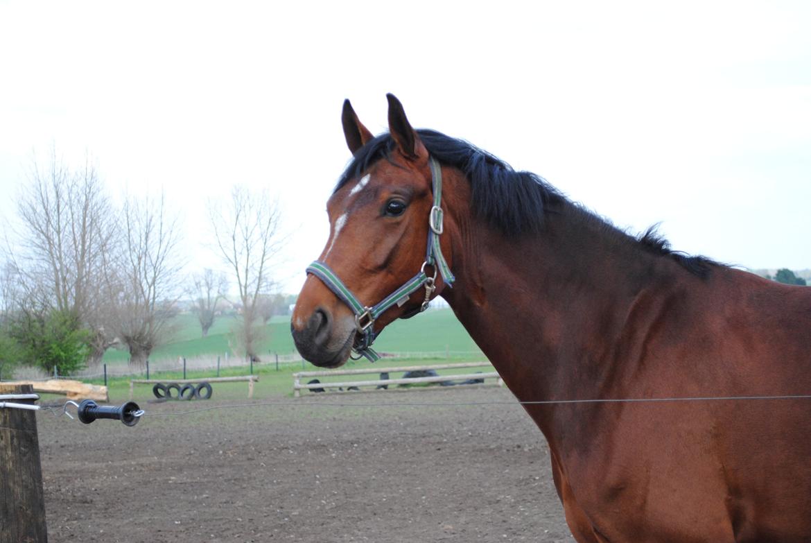 Dansk Varmblod Gørklintgårds Kokopelli billede 14
